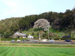 糸島のお花見 松国の一本桜
