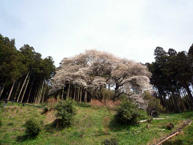 糸島の花見スポット 松国の一本桜