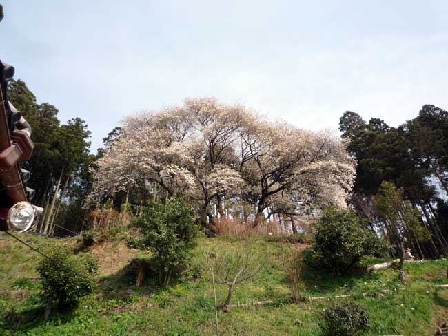 糸島の花見スポット 松国の一本桜