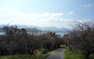 糸島小富士の梅園
