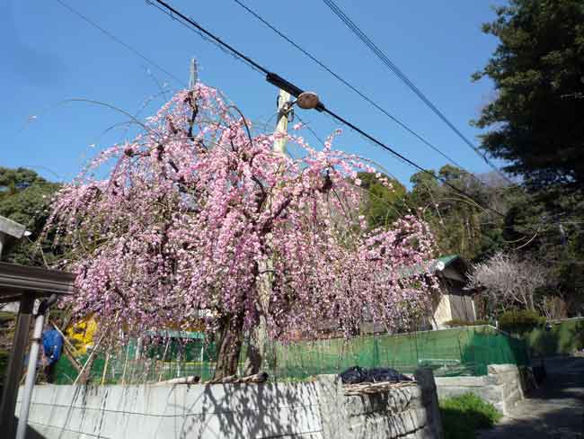 小富士の梅林　集落の中の梅