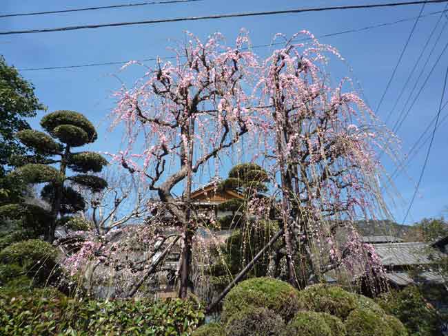 小富士の梅林　集落の中の梅