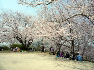 糸島のお花見スポット 笹山公園