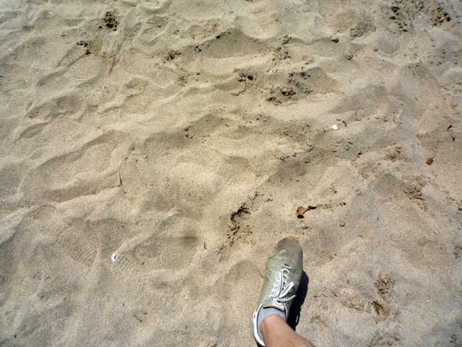 姉子の浜　鳴き砂の浜辺