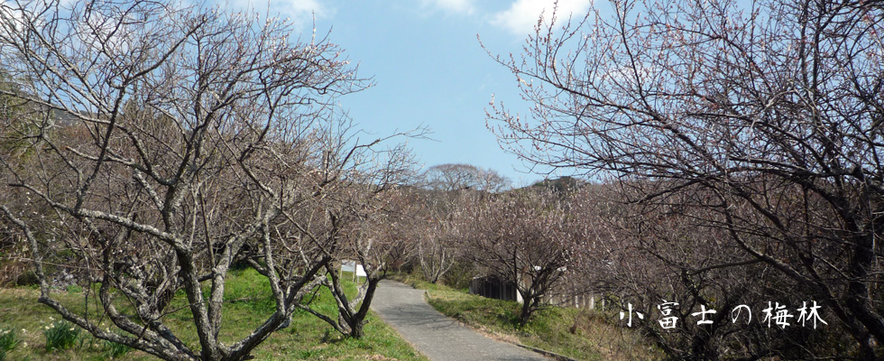 糸島小富士の梅林