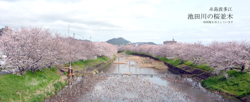 糸島の桜の名所　花見